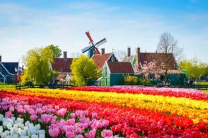 أفضل أنشطة ترفيهية في هولندا زيارة الطواحين الهوائية