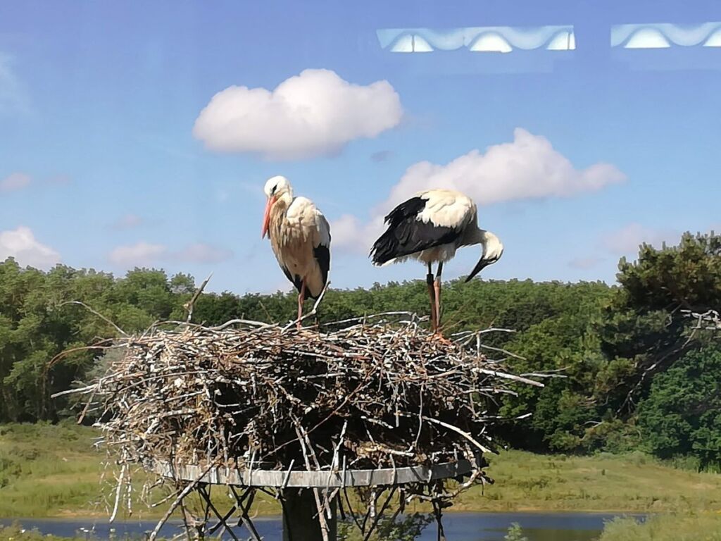 صورة لطائرين ضمن محمية للطيور و الحيوانات البرية في بلجيك