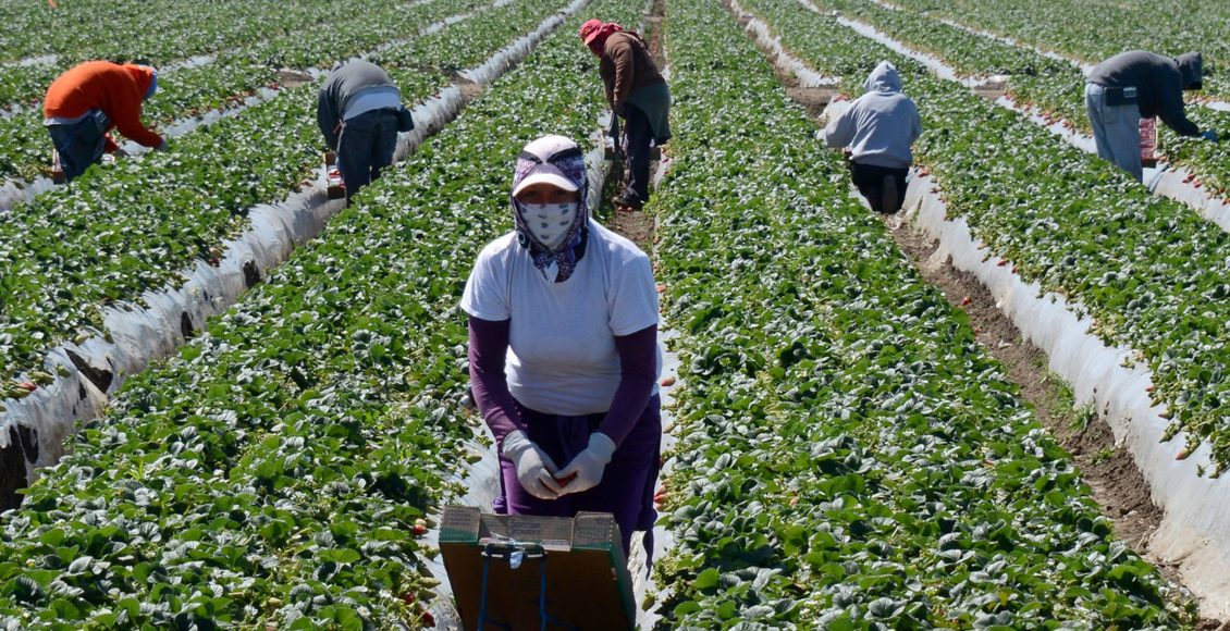 تعبيرية - قطاع الزراعة في كندا